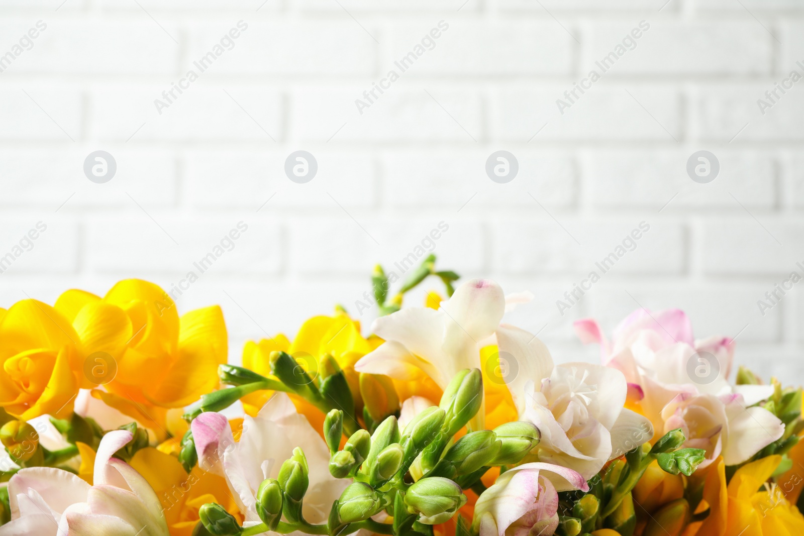 Photo of Beautiful blooming freesias against white brick wall. Space for text