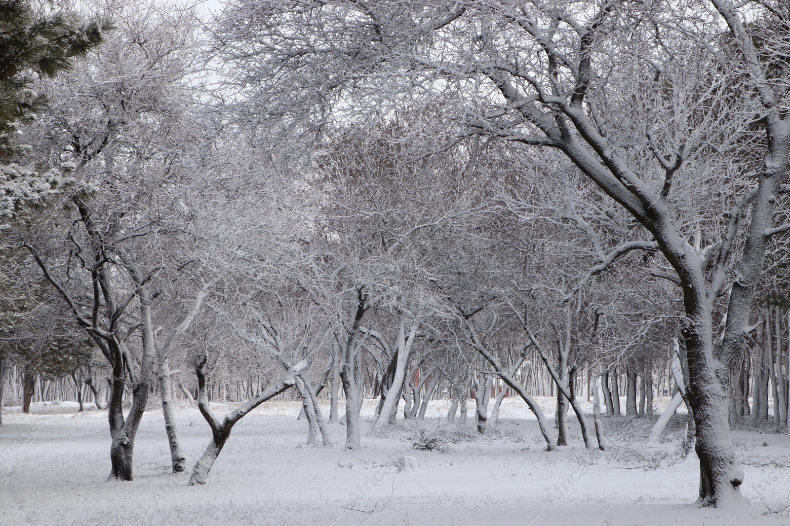 Photo of Picturesque view of beautiful forest covered with snow