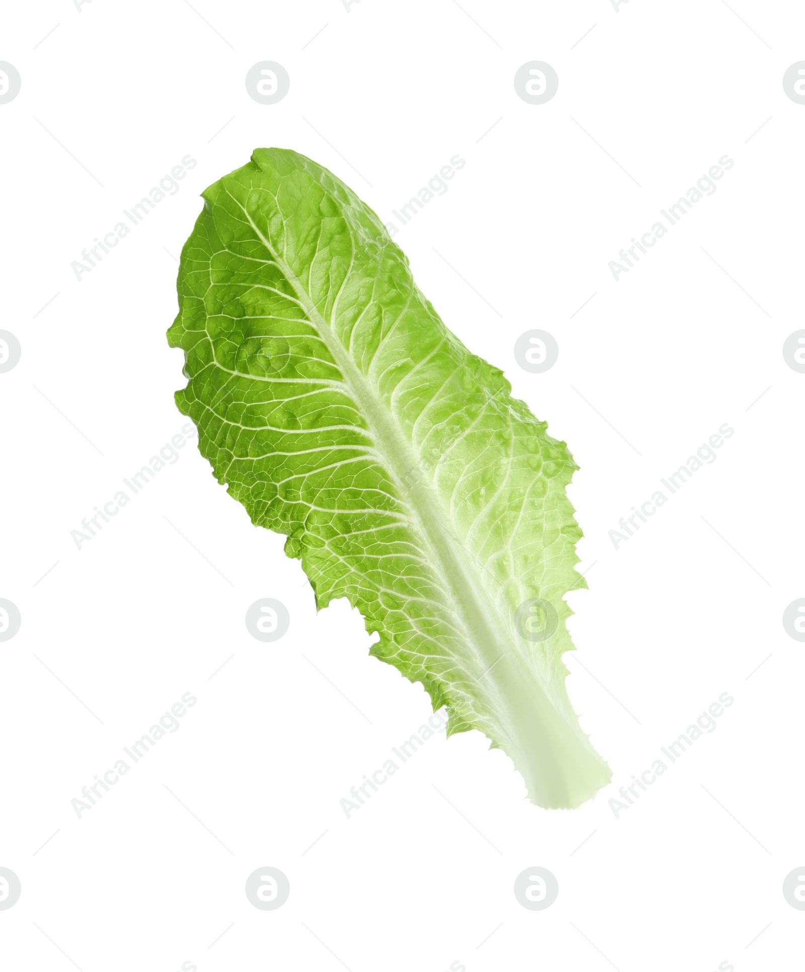 Photo of Fresh leaf of green romaine lettuce isolated on white