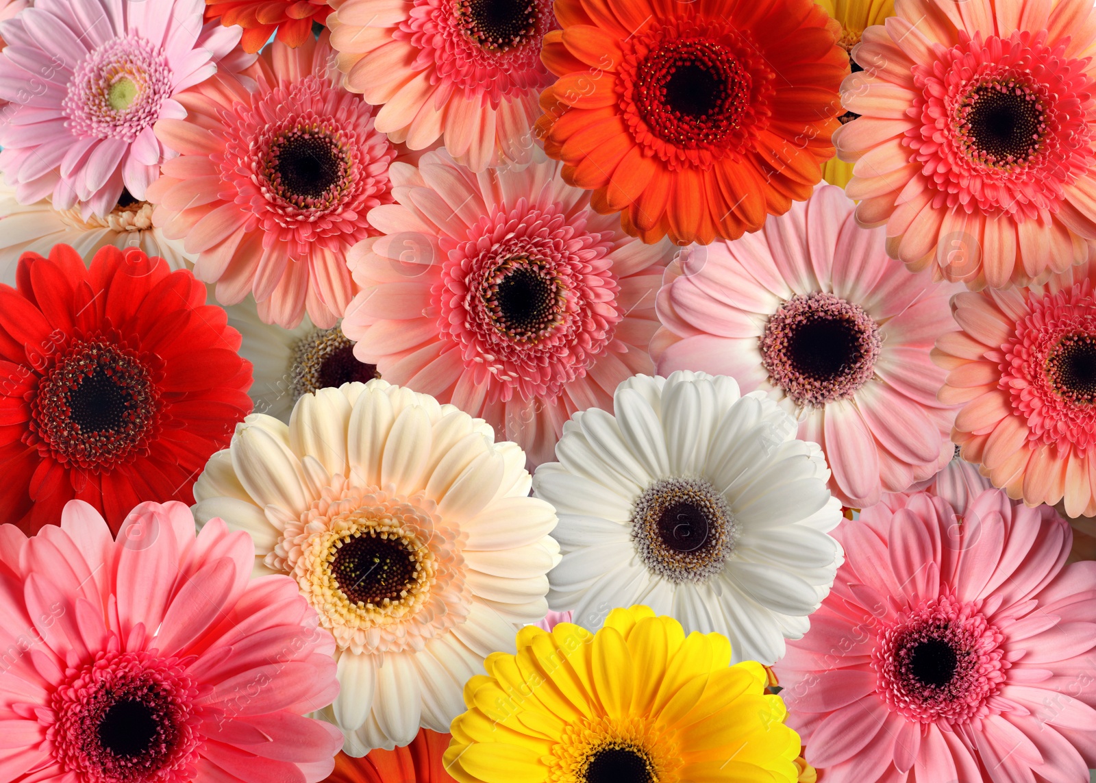 Image of Many different beautiful gerbera flowers as background