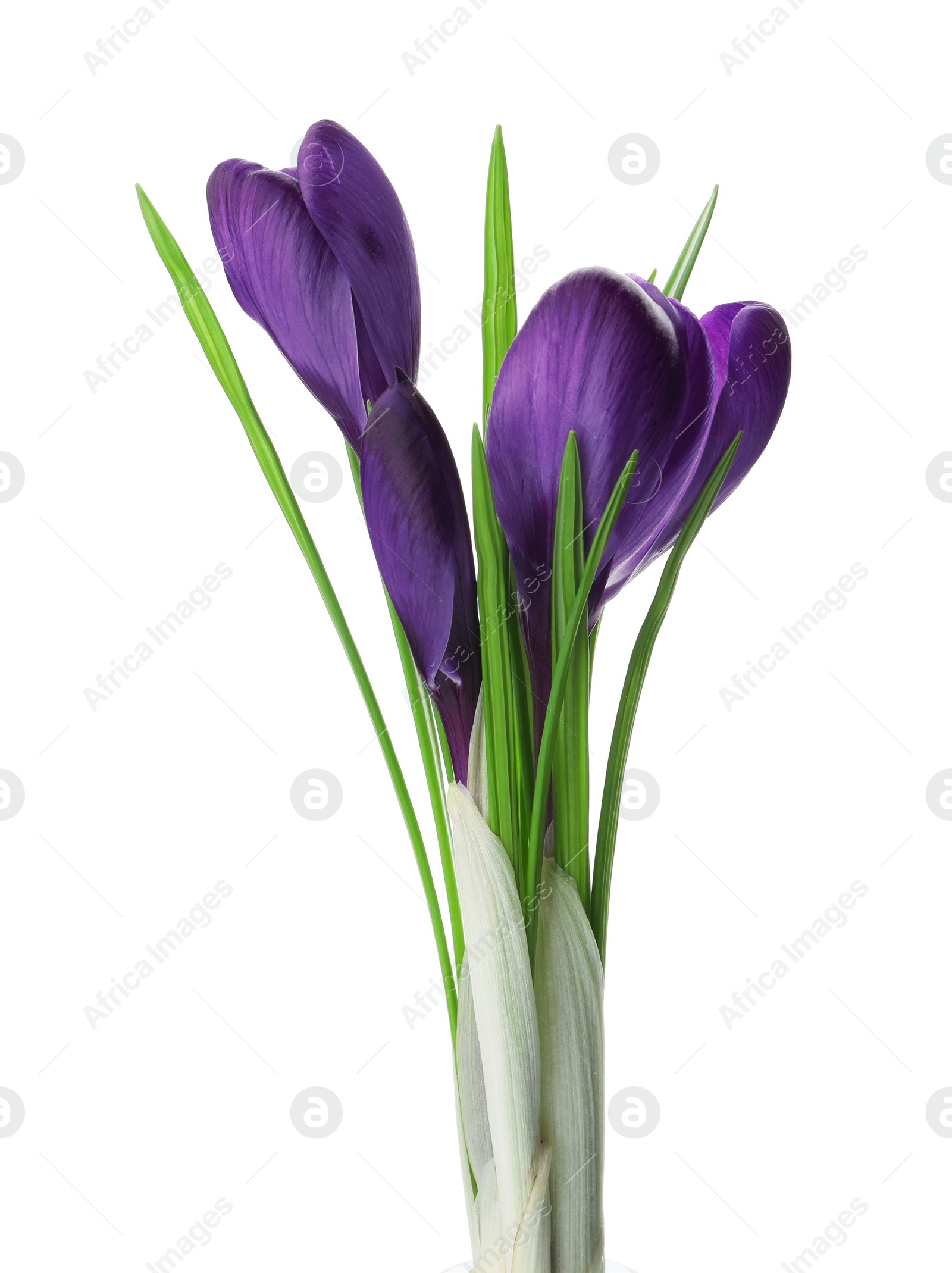 Photo of Beautiful purple crocus flowers isolated on white. Spring season