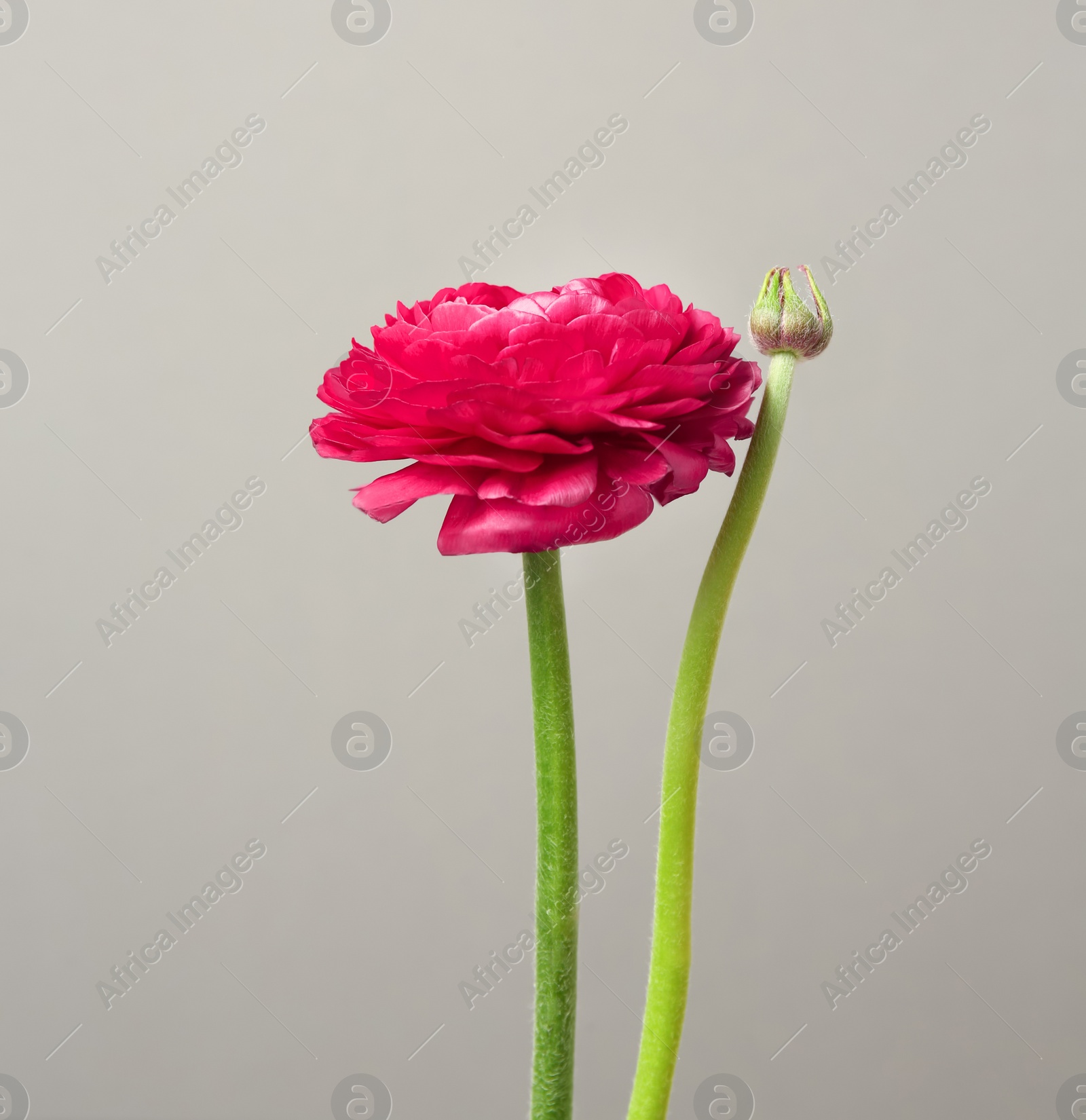 Photo of Beautiful ranunculus flower on grey background