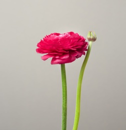 Photo of Beautiful ranunculus flower on grey background