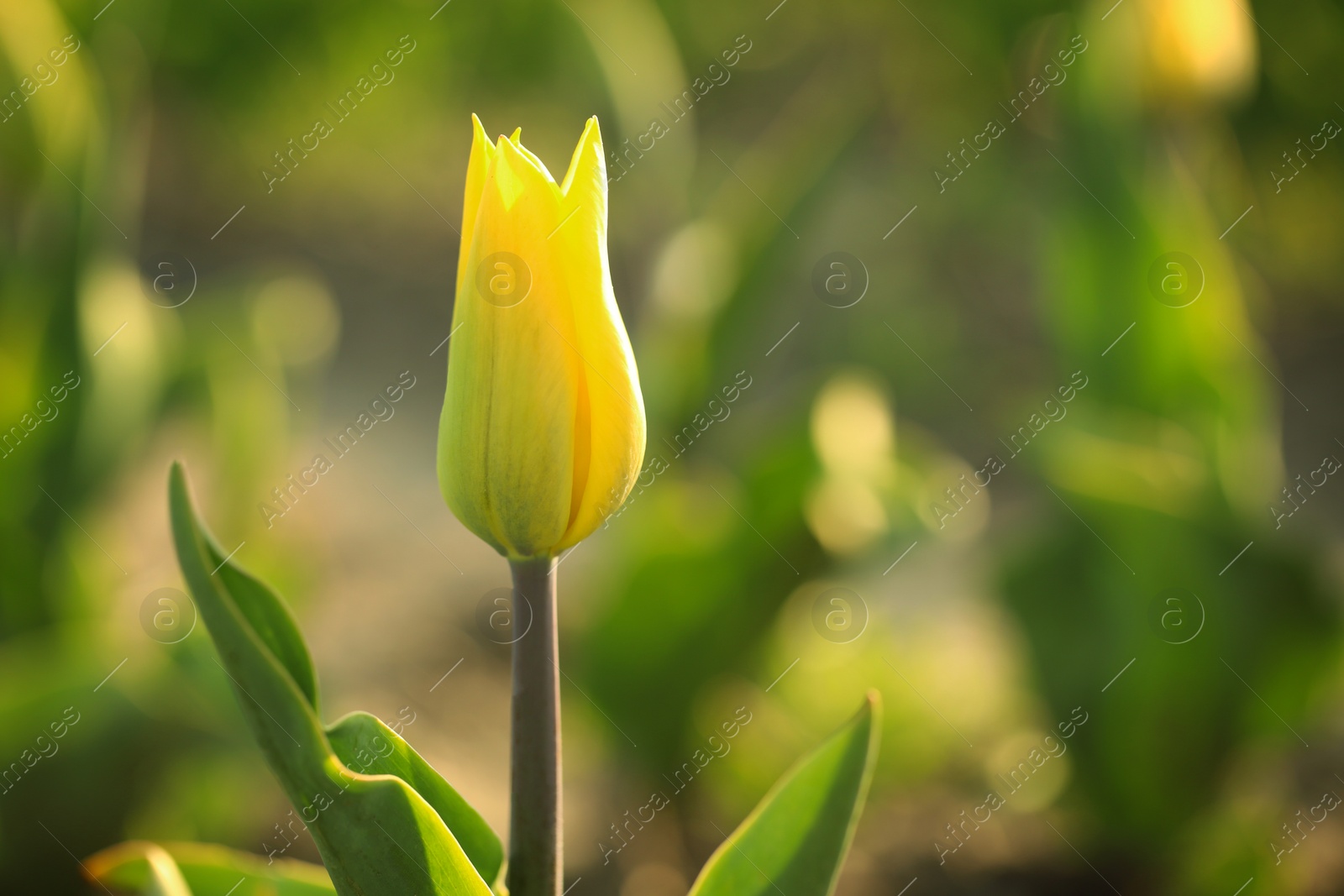 Photo of Closeup view of beautiful fresh tulip on field, space for text. Blooming spring flowers