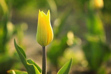 Closeup view of beautiful fresh tulip on field, space for text. Blooming spring flowers