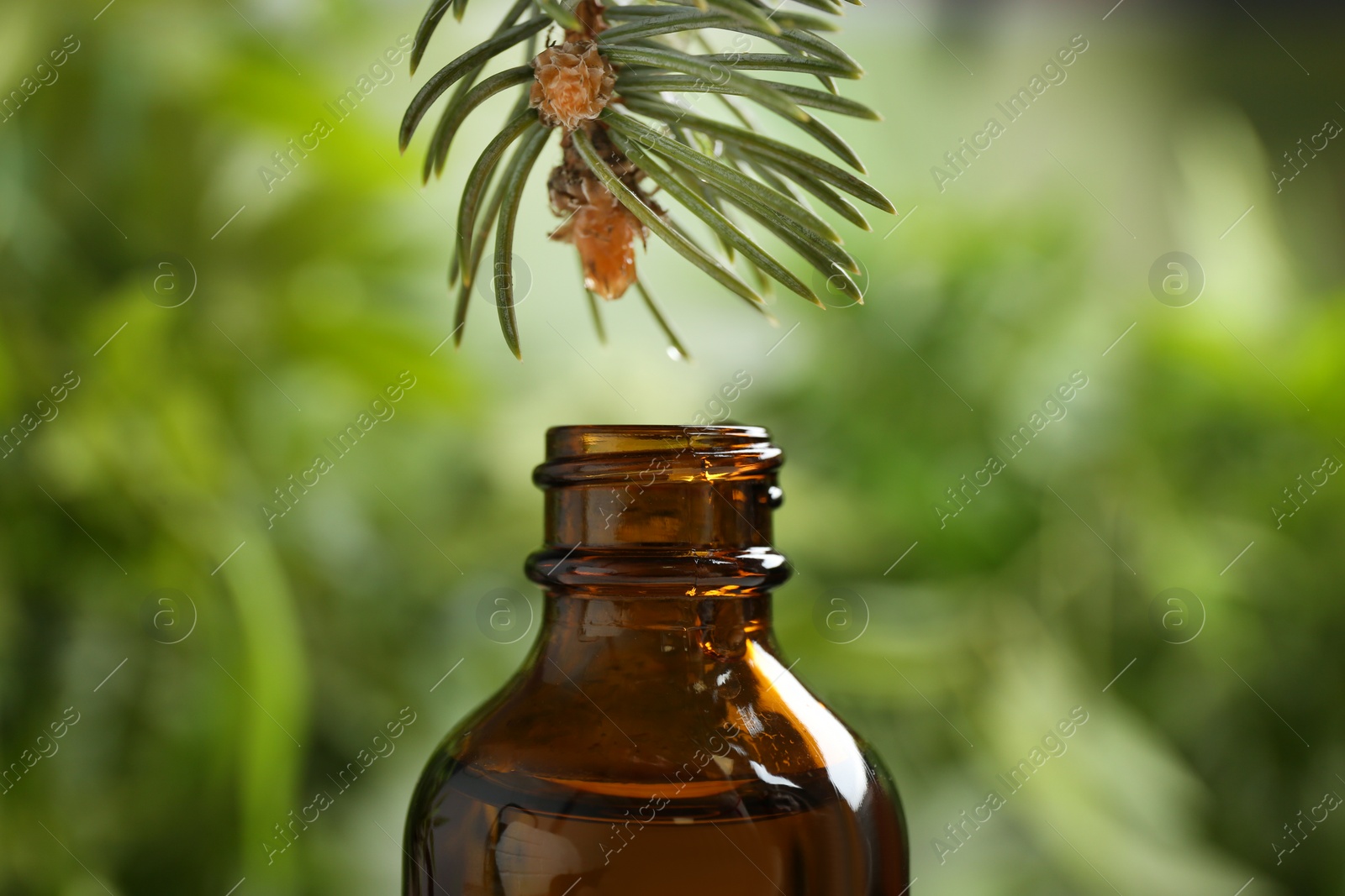 Photo of Fir branch over bottle of essential oil on blurred background, closeup