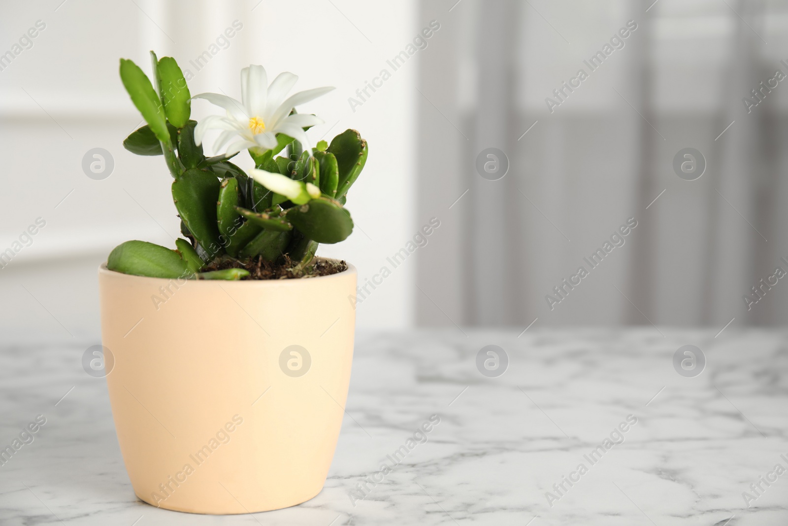 Photo of Beautiful blooming Schlumbergera (Christmas or Thanksgiving cactus) in pot on white marble table indoors. Space for text