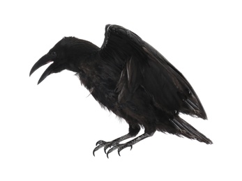 Beautiful black common raven on white background