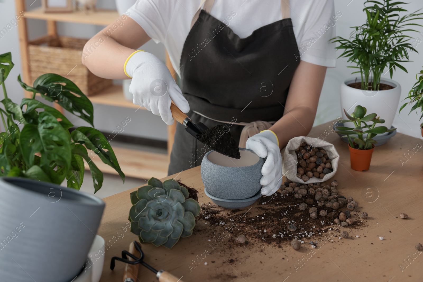 Photo of Woman filling flowerpot with soil at table indoors, closeup. Transplanting houseplant