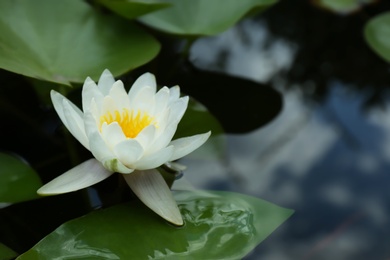 Beautiful white lotus flower and leaves in pond
