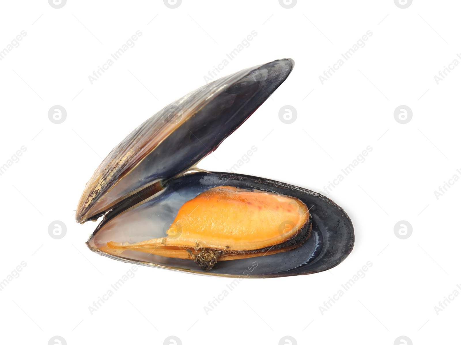Photo of One fresh open mussel isolated on white