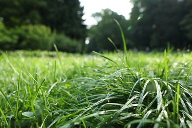 Fresh green grass growing on meadow in summer, closeup