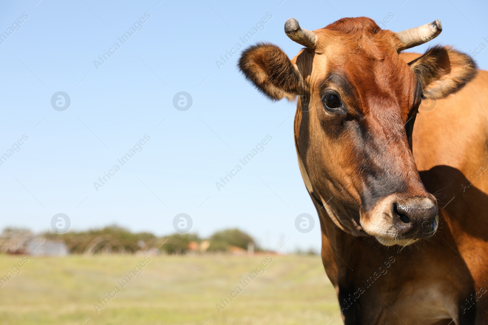 Photo of Beautiful brown cow outdoors on sunny day. Animal husbandry