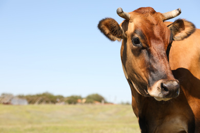 Photo of Beautiful brown cow outdoors on sunny day. Animal husbandry