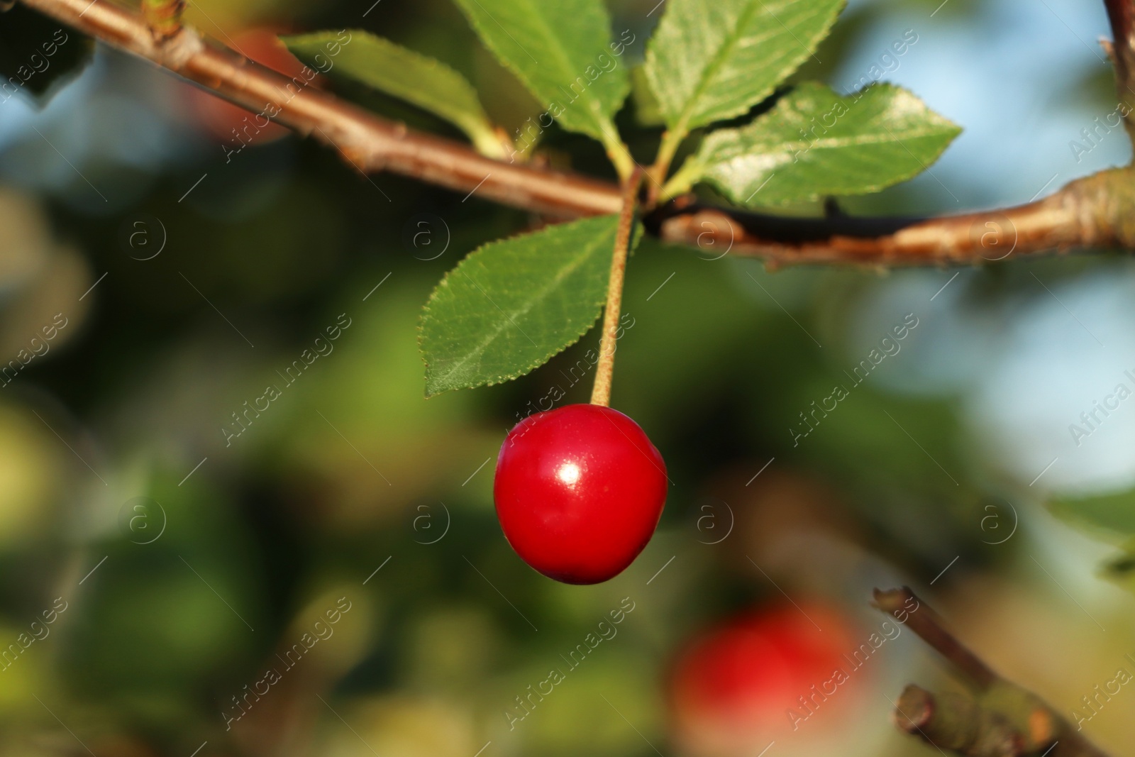 Photo of Closeup view of cherry tree with ripe red berries outdoors on sunny day