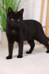 Adorable black cat with beautiful eyes at home