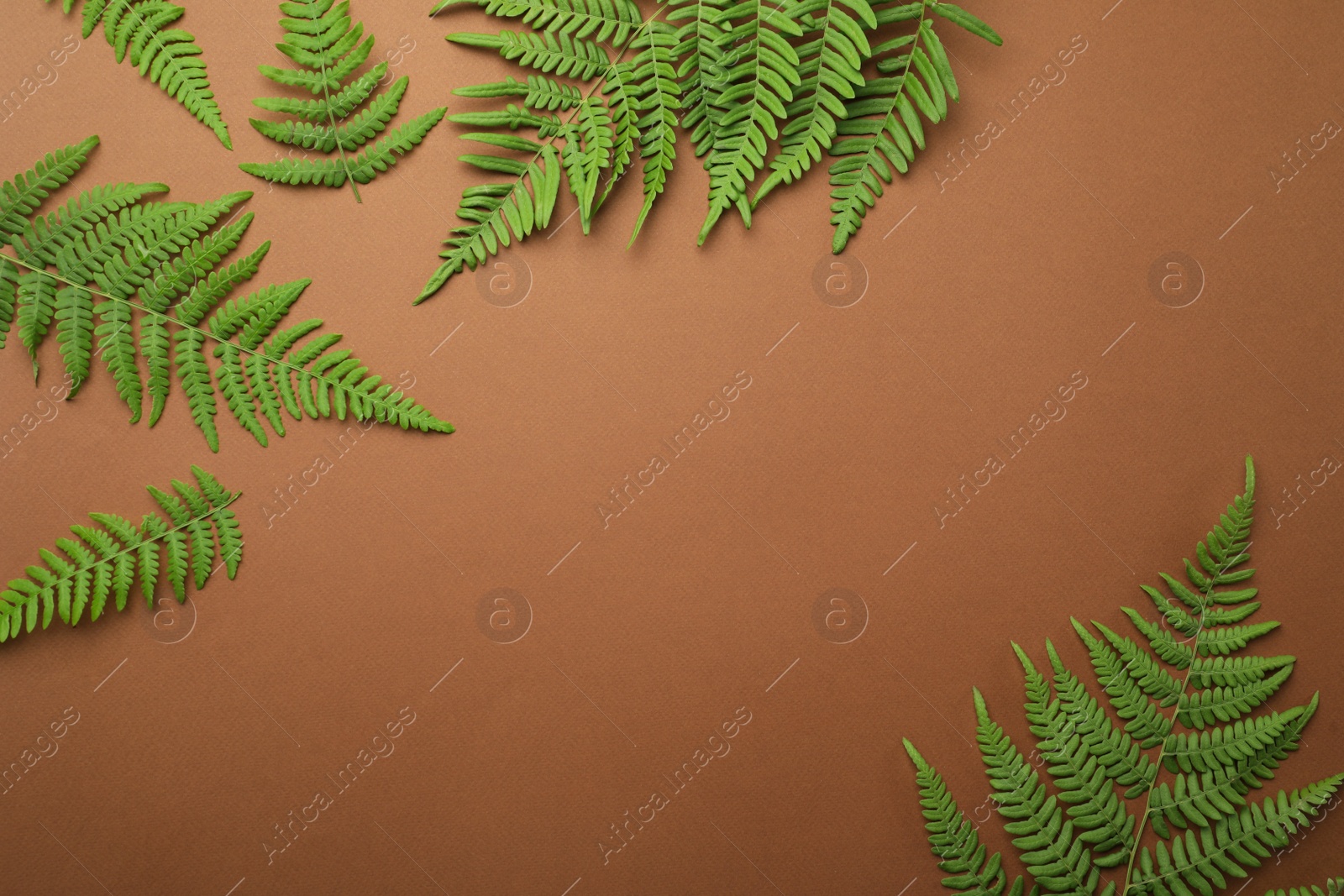 Photo of Beautiful tropical fern leaves on brown background, flat lay. Space for text