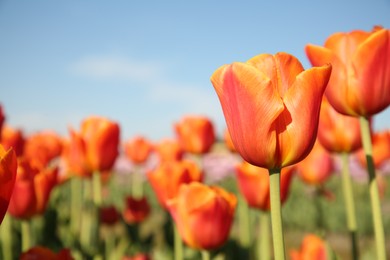 Photo of Beautiful red tulip flowers growing in field on sunny day, closeup. Space for text