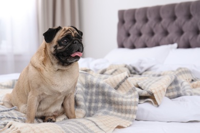 Photo of Happy cute pug dog on bed indoors