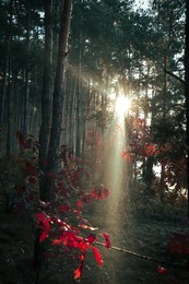 Majestic view of forest with sunbeams shining through yellowed trees. Autumn season