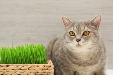 Photo of Cute cat near fresh green grass against wooden wall