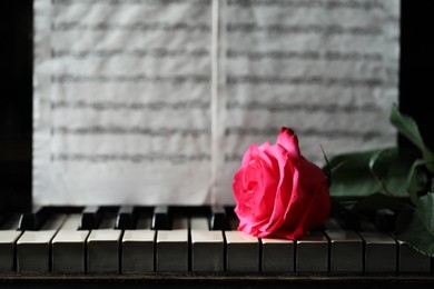 Photo of Beautiful pink rose and musical notes on piano, closeup. Space for text