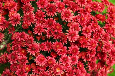Photo of Beautiful red chrysanthemum flowers as background, closeup