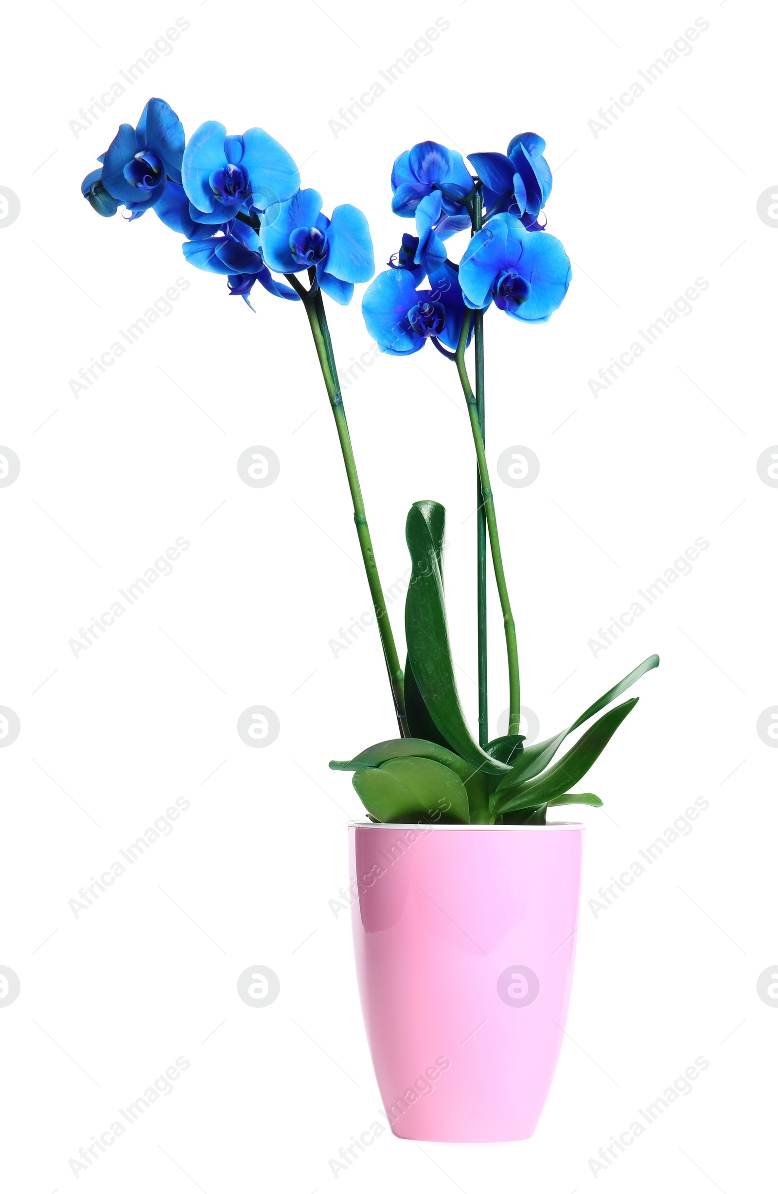 Photo of Beautiful tropical orchid flower in pot on white background