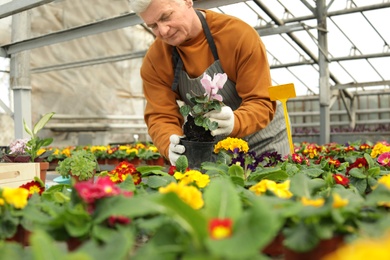 Photo of Mature man potting flower in greenhouse. Home gardening