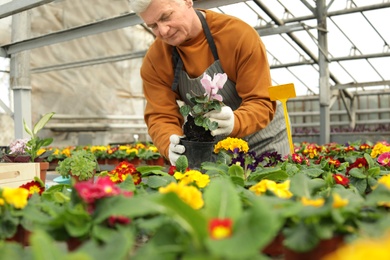 Mature man potting flower in greenhouse. Home gardening