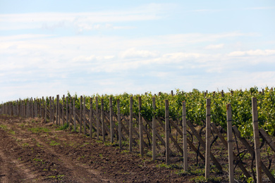 Photo of Beautiful vineyard on sunny day. Agricultural field