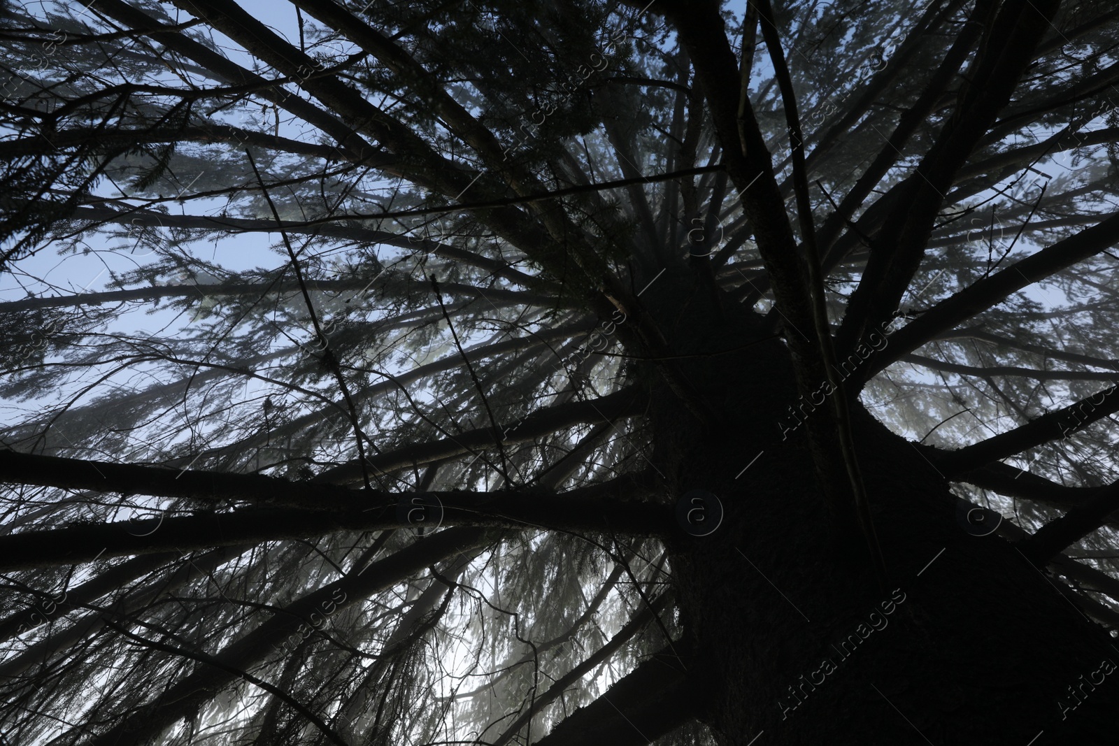 Photo of Beautiful coniferous tree growing outdoors, low angle view