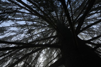 Photo of Beautiful coniferous tree growing outdoors, low angle view