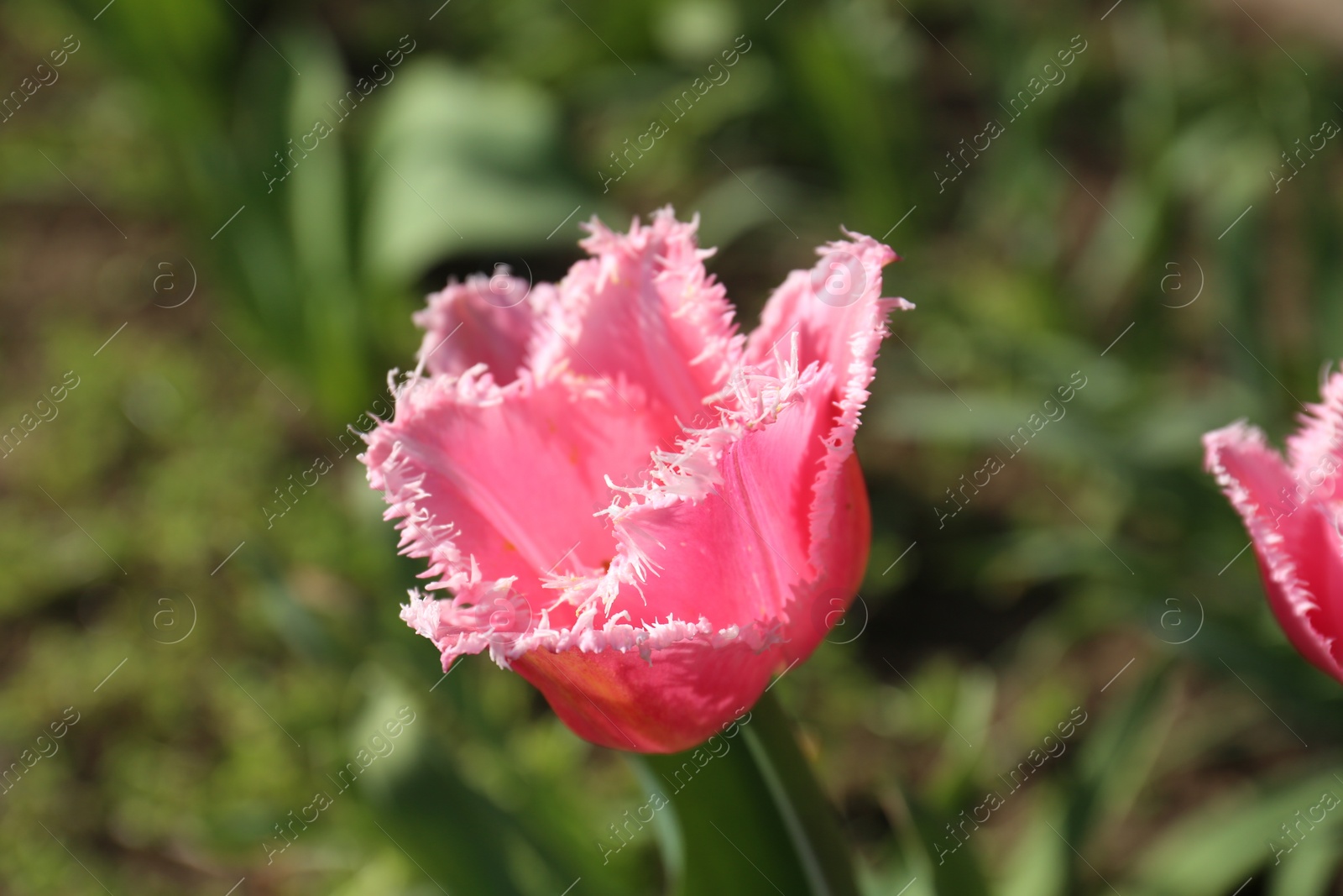 Photo of Beautiful pink tulip flower growing in garden, closeup. Spring season