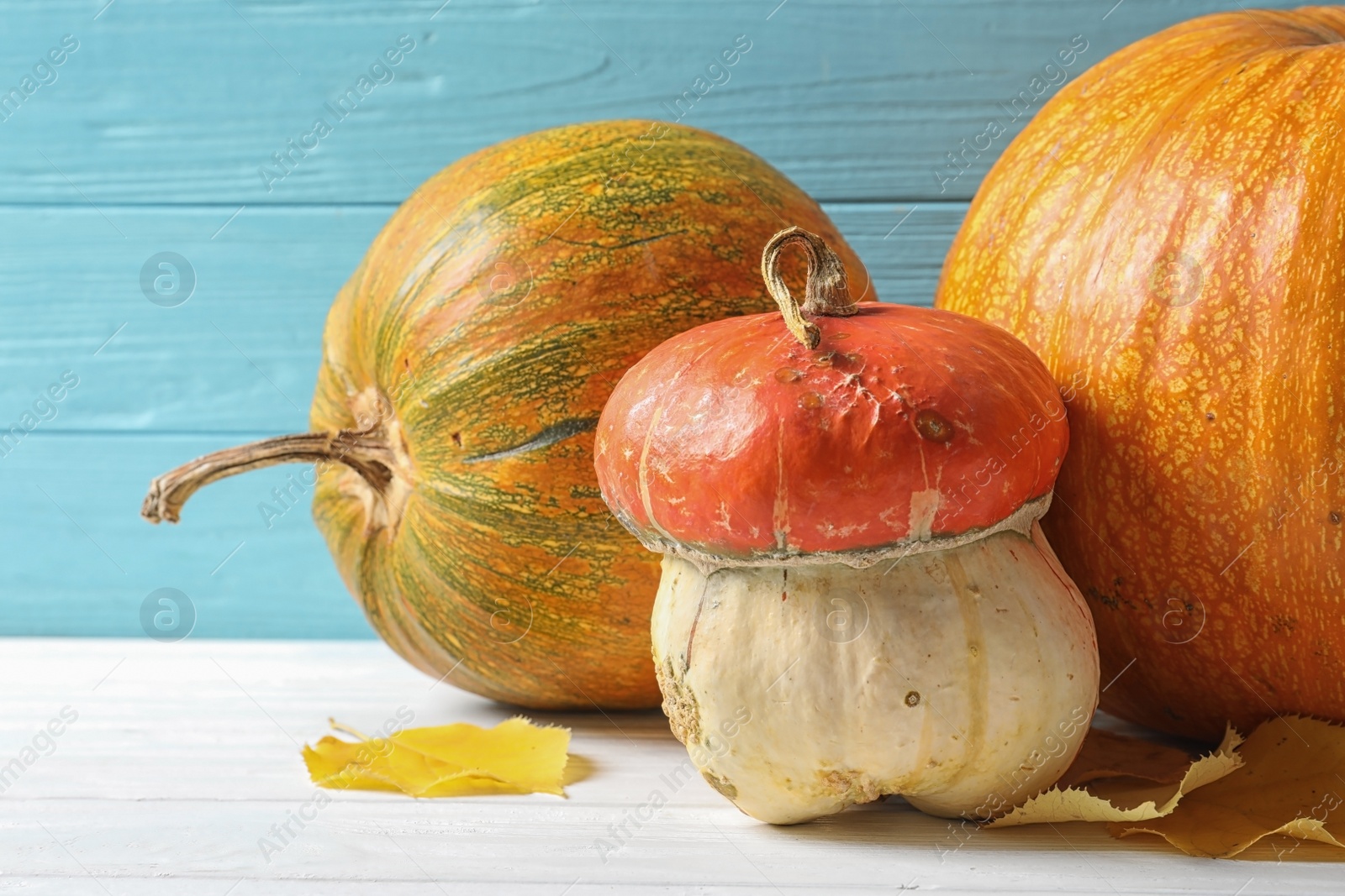 Photo of Different pumpkins on table against wooden wall. Autumn holidays