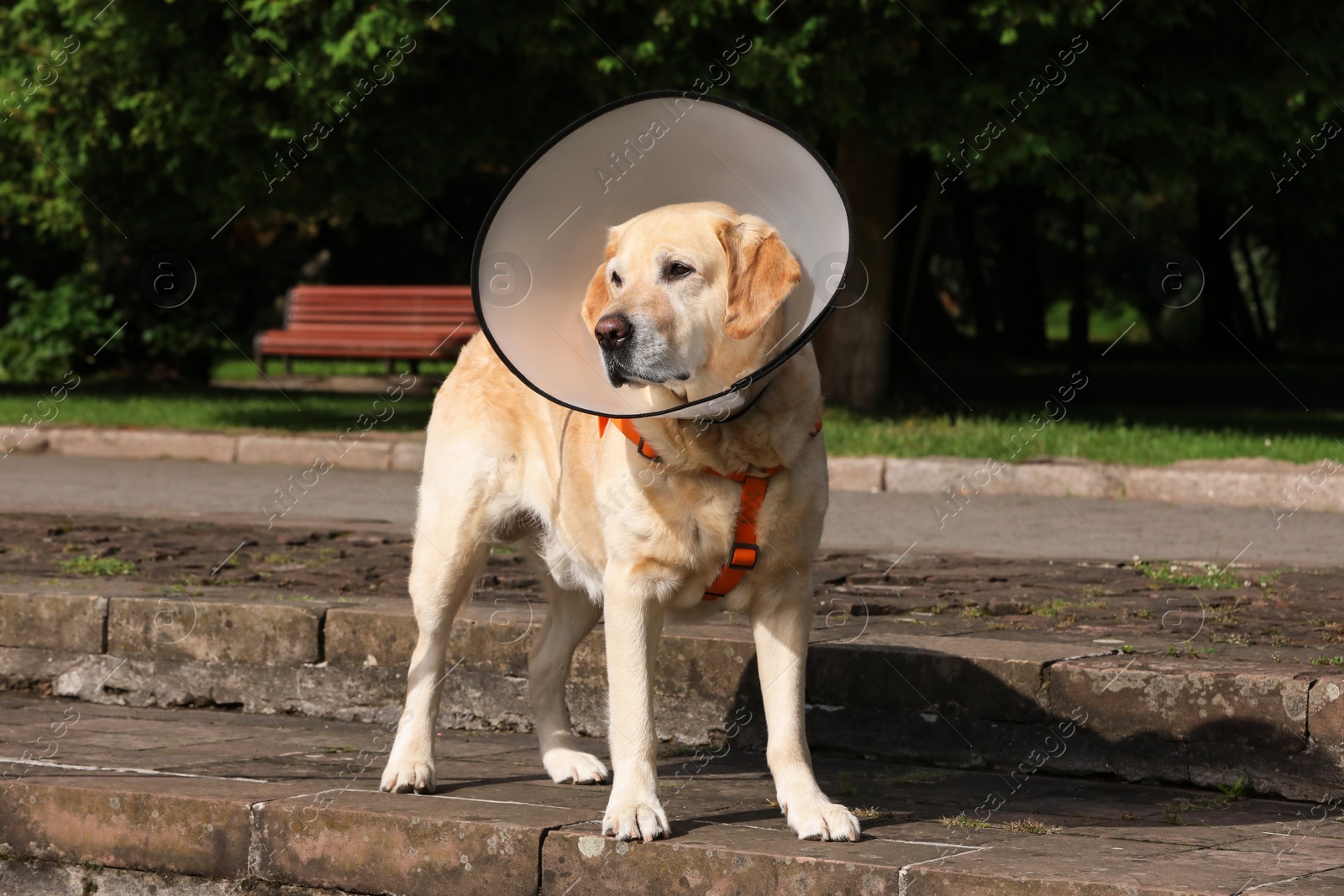 Photo of Adorable Labrador Retriever dog wearing Elizabethan collar outdoors