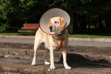 Photo of Adorable Labrador Retriever dog wearing Elizabethan collar outdoors