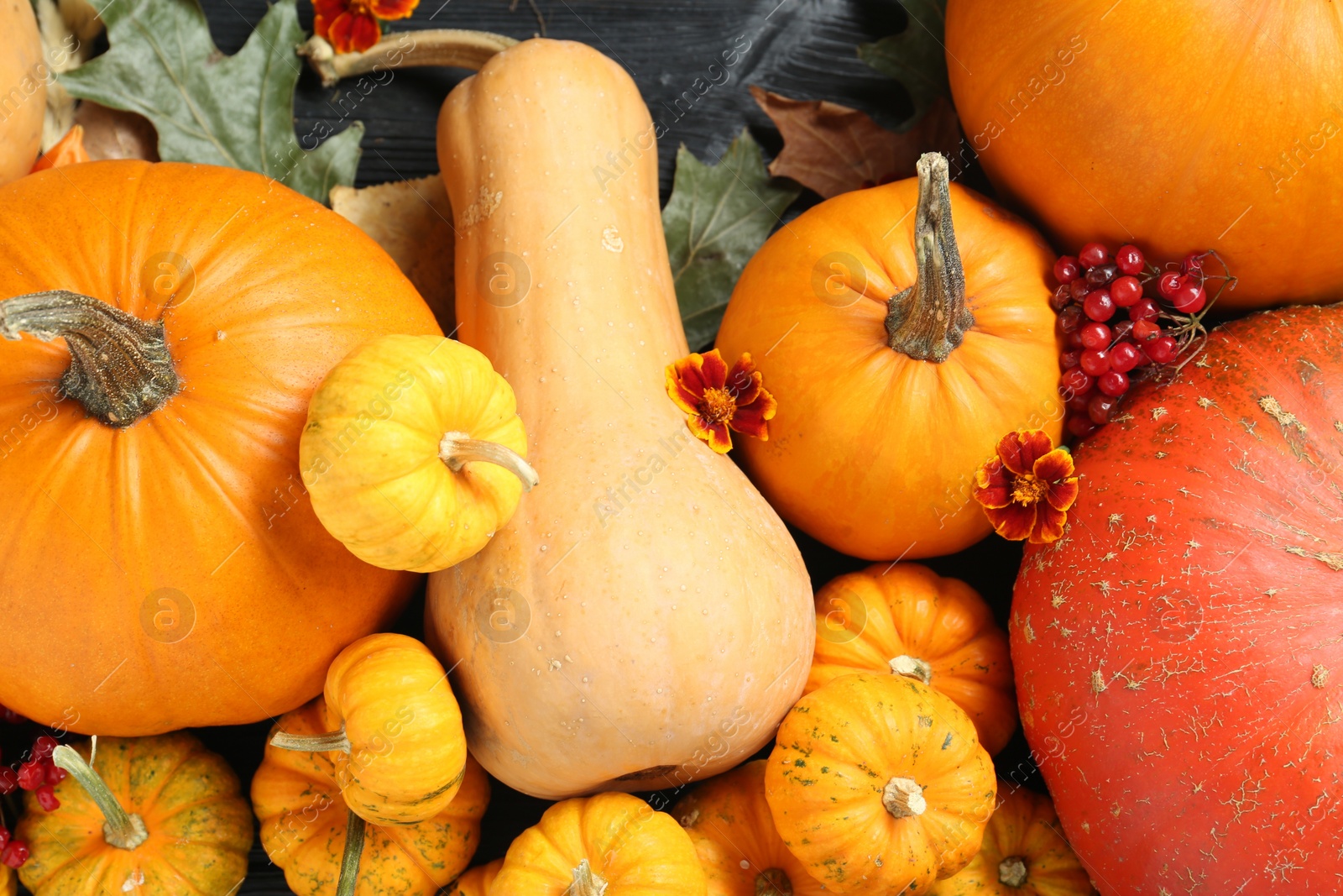 Photo of Thanksgiving day. Flat lay composition with pumpkins on black wooden table