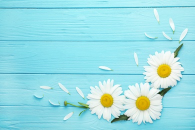 Beautiful chamomile flowers on turquoise wooden background, flat lay