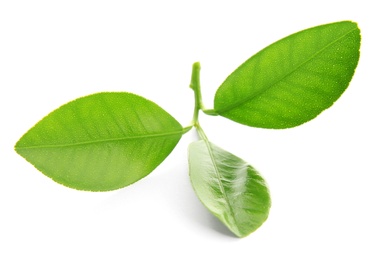 Photo of Branch of citrus leaves isolated on white