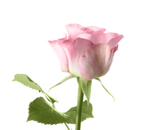 Photo of Beautiful fresh rose flower on white background