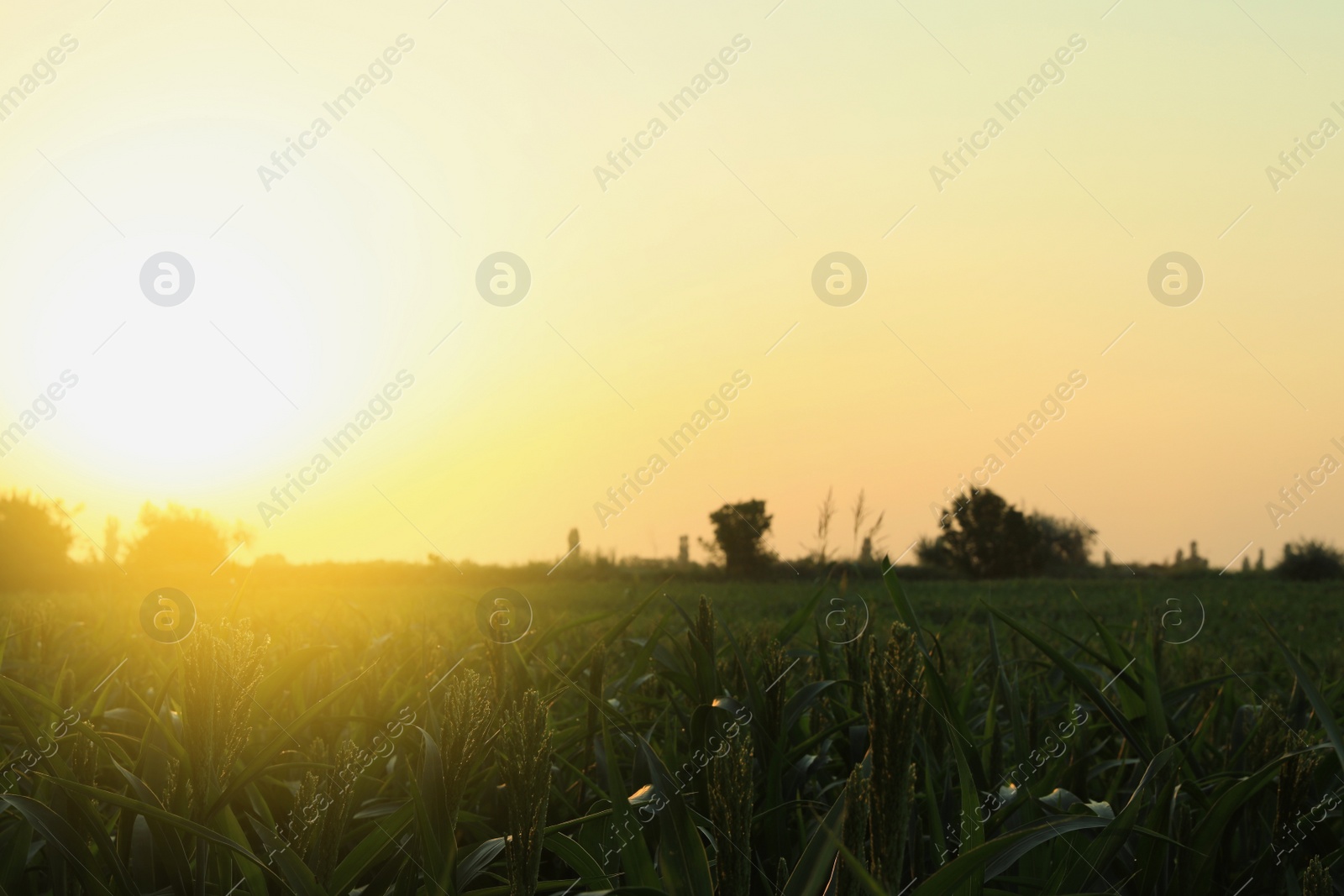 Photo of Picturesque view of beautiful field in morning