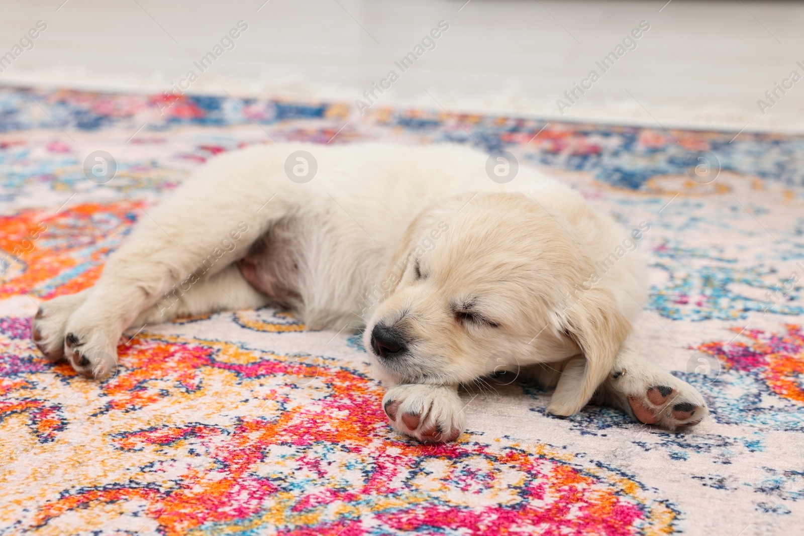 Photo of Cute little puppy sleeping on vintage carpet