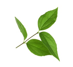 Photo of Leaves of jasmine plant on white background