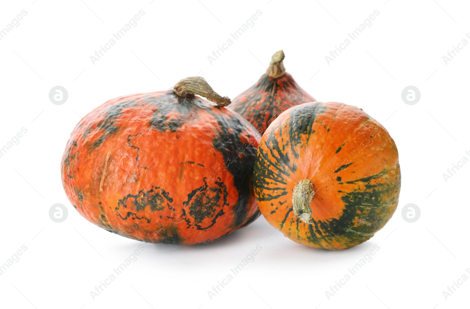 Photo of Fresh raw pumpkins isolated on white. Organic plant