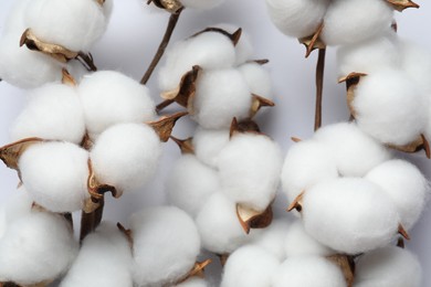 Fluffy cotton flowers on white background, flat lay