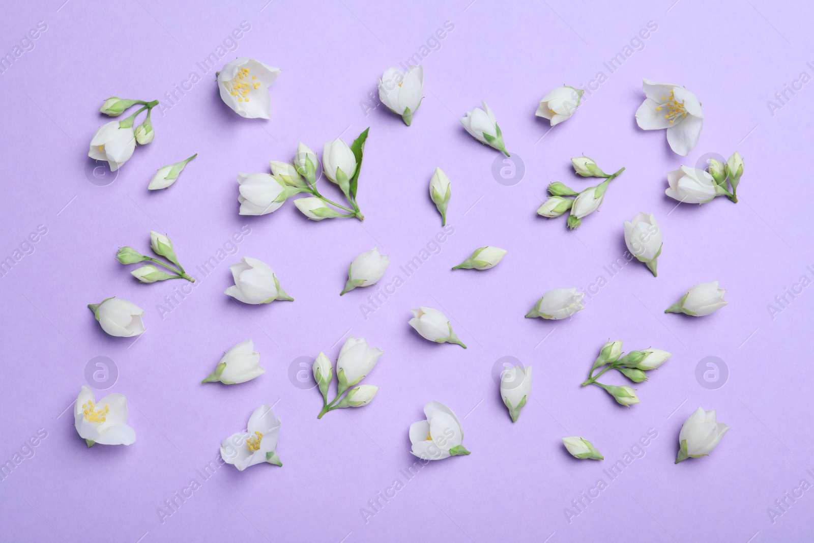 Photo of Flat lay composition with beautiful jasmine flowers on lilac background