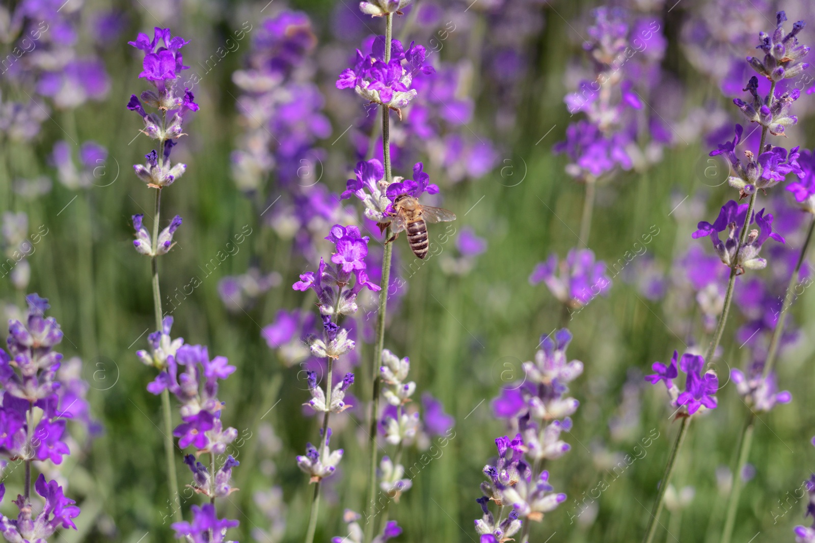 Photo of Beautiful blooming lavender plants in field on summer day, closeup