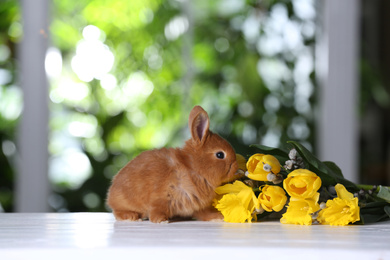 Photo of Adorable furry Easter bunny and flowers on white wooden table against blurred green background