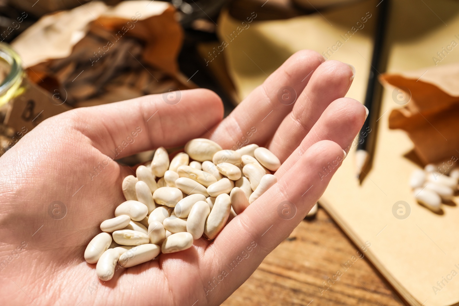 Photo of Woman holding pile of beans, closeup. Vegetable seeds